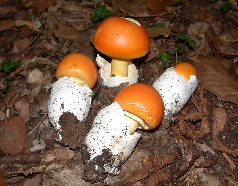 Escursione autunnale in Corsica - 3